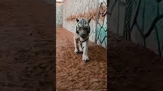 The Majestic Stalker: A White Tiger’s Commanding Presence#tiger #cute #shorts