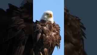 Fluffy and majestic - Wild and free - beautiful bald eagle - link in description for more 