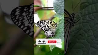 Colors of Nature White Butterfly