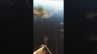 Рыбка Есть #fishing