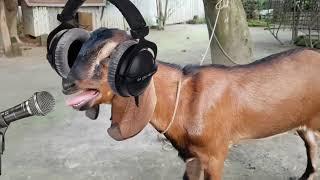 ছাগলের গান। new rap song  singer mr goat #funny