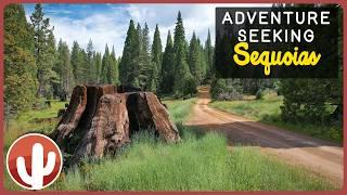 Journey Through Sequoia Trees: The General Grant Tree & Converse Basin Grove