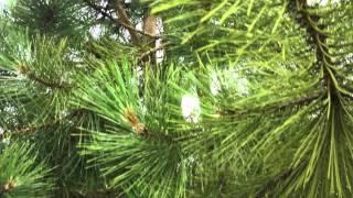 Pinus Nigra Nigra - The Austrian Black Pine - Irish Tree Centre Review