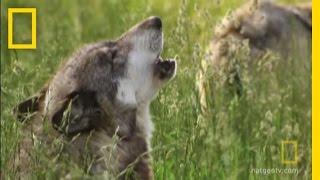 How Did Wolves Evolve? | National Geographic