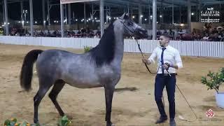 N 139 SHAHDAN SM   The Arabian Horse Galilee Show 2023   Colts 2 Years Old B Class 15