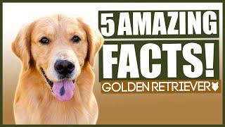 GOLDEN RETRIEVER FACTS! 5 Amazing Facts About The Incredible Golden Retriever!