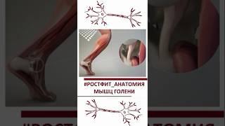 Мышцы голени #голень #мышцы #анатомия