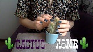 ASMR Cactus Sounds  Soft sounds for relaxation and night sleep  no talking