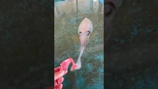 How a Cuttlefish Eats 