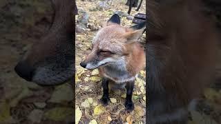 Ли Сяо / Alice the Fox Лиса Алиса (Рассказчица!!)