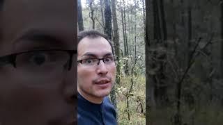 los bosques de mexico