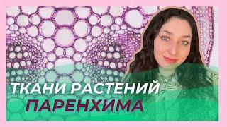 Ткани растений  —  Основные ткани. ЦТ/ЦЭ/устный экзамен