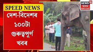 SPEED NEWS | Samaguriত ৰাস্তা পাৰ হৈ থকা এটা পোহনীয়া হাতীক পিছফালৰ পৰা খুন্দা চাৰিচকীয়া বাহনৰ