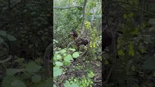 MOMMA BEAR AND CUBS! #bearcub #cubs #babybear #bear #oso #dog #hounds #houndhunting #houndhunt #dogs