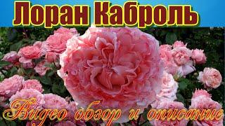 Обзор розы Лоран Каброль (Шраб)  - Laurent Cabrol (Massad Франция, 2009)