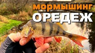 Поймал ЖЕРЕХА на мормышинг! Окуни и Щуки р.Оредеж #мормышинг #рыбалка #жерех #fishing #nanojig