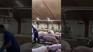 Farm Safety with Pigs #PigSafety #FarmTips