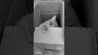 Aslanım  #britishshorthair #scottishfold #britishcat #catlover #kitten #cats