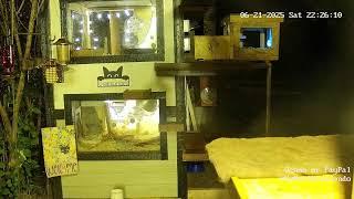 Up North Cat Condo Live Stream