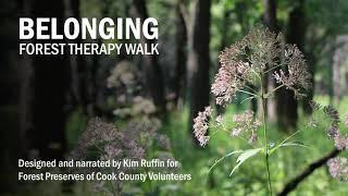 Belonging: Forest Therapy Walk