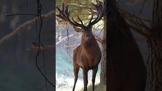 Walked right in on him #redstag#newzealand