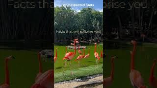 top 3 facts about flamingo