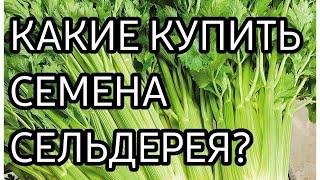 СЕМЕНА СЕЛЬДЕРЕЯ / КАКИЕ КУПИТЬ СЕМЕНА СЕЛЬДЕРЕЯ?