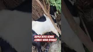 ATIK BOSS GOAT FORM