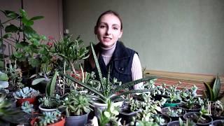 Как ухаживать за суккулентами / succulents