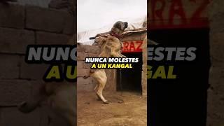 NUNCA Molestes a un KANGAL o Te Arrepentirás