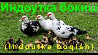 Индоутка бокиш (Indoutka boqish) Видео №3