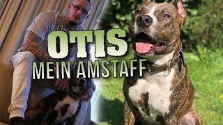 MEIN HUND ⎮ Amstaff Otis, Listenhunde, Tierschutz ⎮ Max Cameo