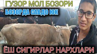 ГУЗОР МОЛ БОЗОРИДА ГУНОЖИНЛАР НАРХЛАРИНИ ТОМОША КИЛАМИЗ..