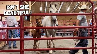 Missouri Fox Trotter Horse Sale 2024!!!