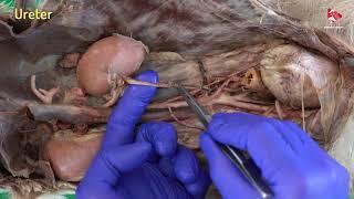 Anatomy of the Canine Urinary System