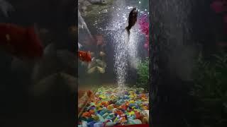 Aquarium fish make us realize how beautiful silence is.”