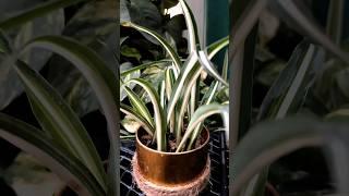 Unlock Creative Gardening Hacks to Grow Plants Like a Pro! 