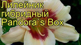 Лилейник гибридный Ящик Пандоры. Краткий обзор, описание характеристик hemerocallis Pandora`s Box