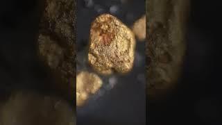 Gold Panning Adventure in Arizona: Found My First Flake! #mining #goldclaim