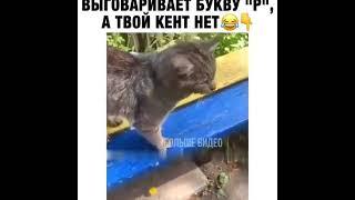 КОТ ВЫГОВАРИВАЕТ БУКВУ Р