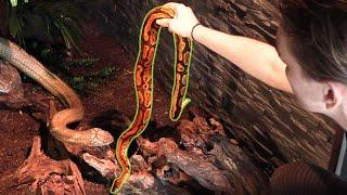FEEDING A BALL PYTHON TO A KING COBRA