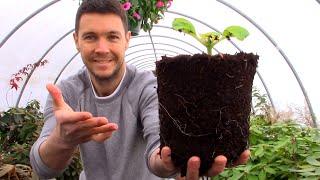 Use This Trick to Get your Hydrangea Cuttings Rooting | Plant Propagation Ideas