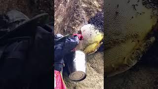 Amazing beehive at the green mountain wall, natural bees. #beekeeping #mengly #vlong