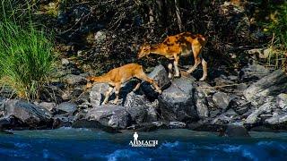 #Markhors #Mastuj #Chitral 