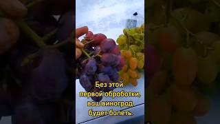 Первая обработка винограда весной. Не пропусти.