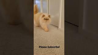 Himalayan Persian Cat