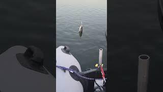 Salmo Thrill