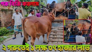 কেমন দামে কুরবানির গরু বিক্রয় করলাম বিস্তারিত।  বর্তমান কোরবানির গরুর বাজার।