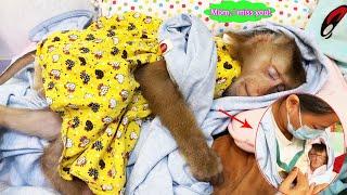 So much cuteness... Monkey Lyly hugs her mother's coat to fall asleep because of her mother's smell