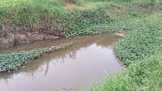 LOKASI MANCING PATIN LIAR PALEMBANG TANJUNG BARANGAN SUMATERA SELATAN